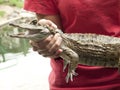 Reptile show displaying Spectacled caiman Caiman crocodilus a crocodilian in the family Alligatoridae,
