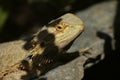 Reptile sunbathing on a rock