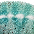 Reptile skin Royalty Free Stock Photo