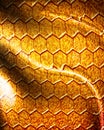 Reptile skin