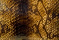 Reptile skin pattern background Royalty Free Stock Photo