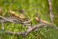 Reptile Royalty Free Stock Photo