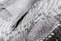 Reptile snake texture closeup, fashion zigzag snakeskin python picture. Royalty Free Stock Photo