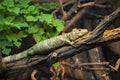 Reptile on tree