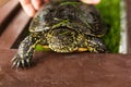 Reptile turtle in the grass.