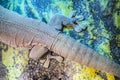 Closeup the foot of the tokay gecko. reptile's legs, gecko or a lizard. The legs are positioned for climbing, with Royalty Free Stock Photo