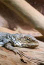 Reptile Royalty Free Stock Photo