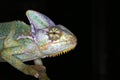 Reptiles - amphibian - chameleon