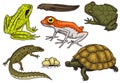 Reptiles and amphibians set. Pet and tropical animals. Wildlife and Frogs, lizard and turtle, chameleon and anuran Royalty Free Stock Photo