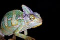Reptiles - chameleon