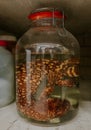 Reptiles displayed in a vial with formaldehyde