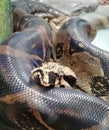 Python snake coiled in captivity in Jaie Duque park