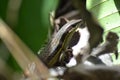 Reptiles in the jungles of Kalimantan, Indonesia