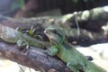 Reptiles in Saigon Zoo and Botanical Garden