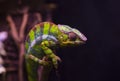 Reptiles Royalty Free Stock Photo