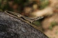 Common Wall Lizard, Lizards, Wall Lizard, Podarcis muralis Royalty Free Stock Photo