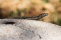 Common Wall Lizard, Lizards, Wall Lizard, Podarcis muralis Royalty Free Stock Photo