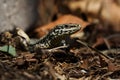 Common Wall Lizard, Lizards, Wall Lizard, Podarcis muralis Royalty Free Stock Photo