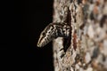 Common Wall Lizard, Lizards, Wall Lizard, Podarcis muralis Royalty Free Stock Photo