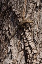 Common Wall Lizard, Lizards, Wall Lizard, Podarcis muralis Royalty Free Stock Photo