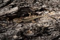 Common Wall Lizard, Lizards, Wall Lizard, Podarcis muralis