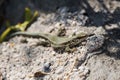 Common Wall Lizard, Lizards, Wall Lizard, Podarcis muralis Royalty Free Stock Photo