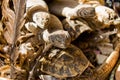 Reptiles for sell Royalty Free Stock Photo