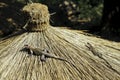 Reptiles sit on thatched roof in Tanzania, Africa.
