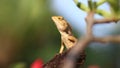 Reptilia, Chameleon, Lacertilia on a tree in the forest Royalty Free Stock Photo