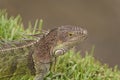 reptilian iguana lizard reptile. iguana lizard in wildlife. iguana lizard outdoor.