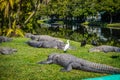 A large American Crocodile in Orlando, Florida Royalty Free Stock Photo