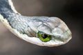 Reptilian snake's head, featuring two green eyes and a pattern of scales along its forehead Royalty Free Stock Photo