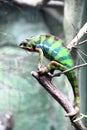 Colorful chameleon stands on the branch
