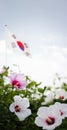 Republic of Korea Taegeukgi and Mugunghwa flowers, Samiljeol and Liberation Day background