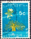 REPUBLIC OF SOUTH AFRICA - CIRCA 1961: A stamp printed in Republic of South Africa shows image of a baobab tree, series