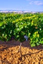 Requena in Valencia province a wine region of Spain