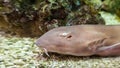 Requiem shark in the zoo aquarium Royalty Free Stock Photo