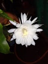 Rere flower of brahma kamal flower its life is one night