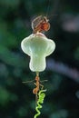 the res ants carrying a golden berrys