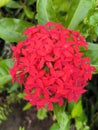 Red Flower in the garden namely Forest Flower