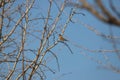 Brown speckaled song bird near Bai-Tong fort