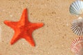Res starfish and shells on the yellow sand Royalty Free Stock Photo