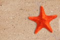 Res starfish on yellow sand background Royalty Free Stock Photo