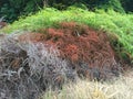 Resam plants in west borneo Royalty Free Stock Photo