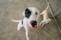 Dog Adoption Rescue Animal Shelter Abuse Royalty Free Stock Photo