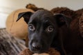 Puppy Dog Adoption Rescue Animal Shelter Royalty Free Stock Photo