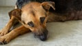 Sad Dog Adoption Rescue Animal Shelter German Shepherd Royalty Free Stock Photo