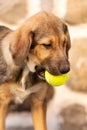 Rescue Adoption Dog with Sad Look and tennis ball