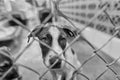 Dog Adopt Rescue Animal Shelter Black And White Royalty Free Stock Photo