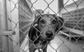 Dog Adopt Rescue Animal Shelter Black And White Royalty Free Stock Photo